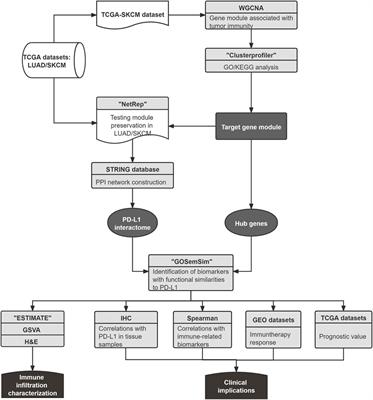 Identification of Novel Prognostic Biomarkers Relevant to Immune Infiltration in Lung Adenocarcinoma